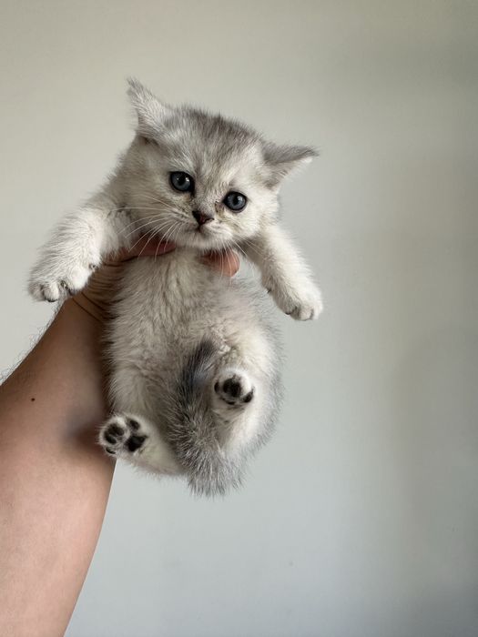 Scottish fold и Scottish straight настоящий