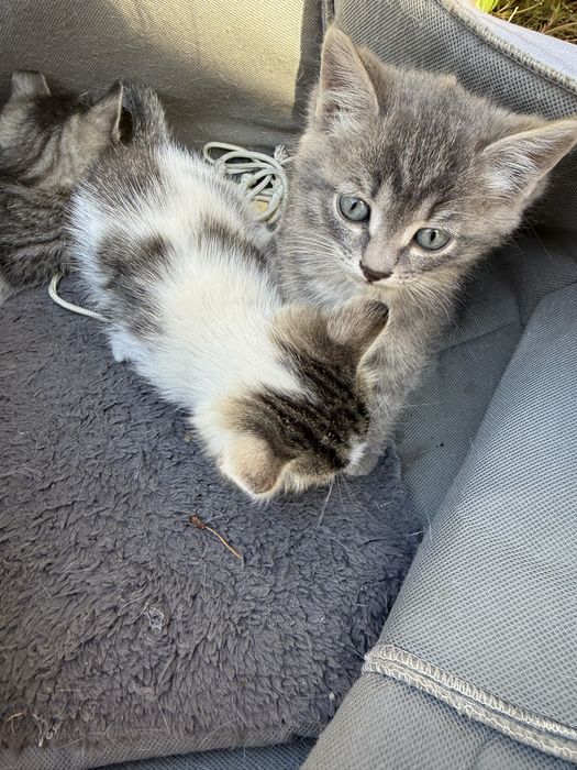 котята 2 месяца приученные к лотку
