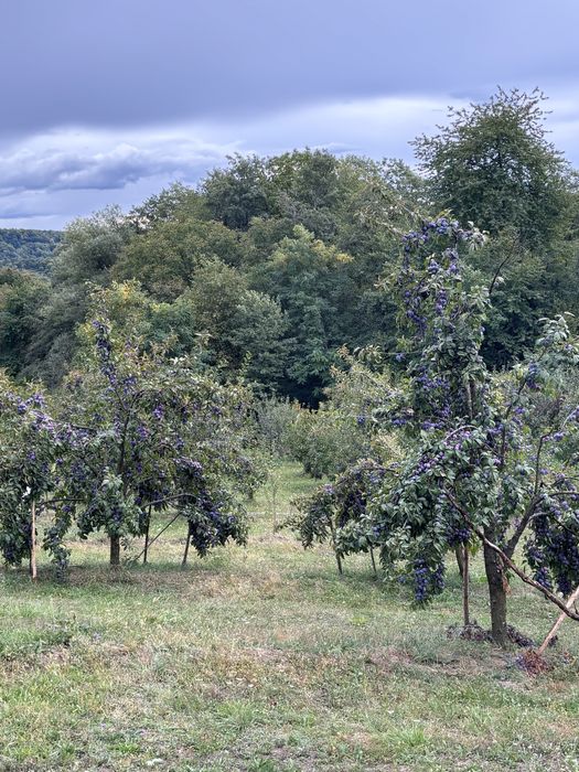 Vand prune anaspet pentru tuica
