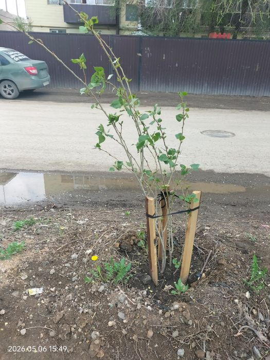 Тополь пирамидальной