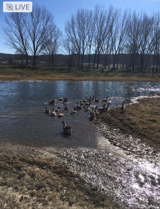 Яйца от гъски тулузки