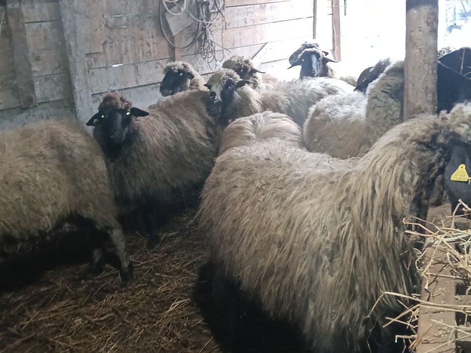 Vând 16 mioare și stramioare de talie mare