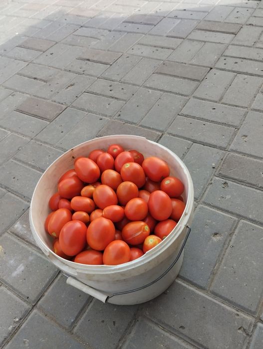 Помидоры домашние