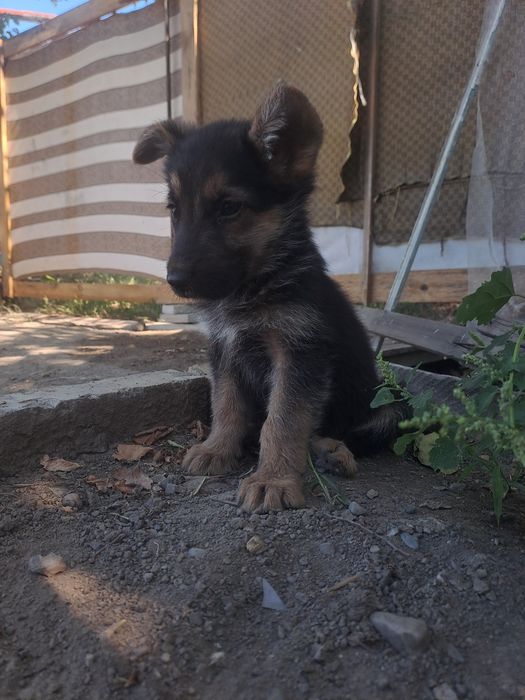 Овчарка мальчик продам