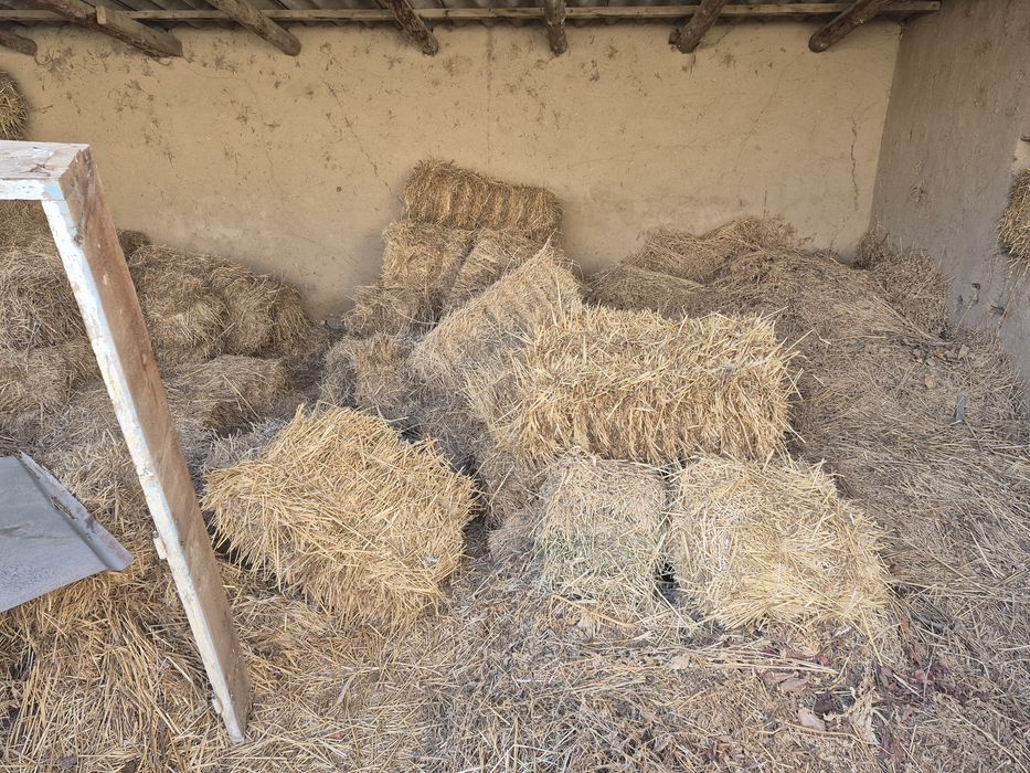 Сомон дагал хашак беда прес сотилади