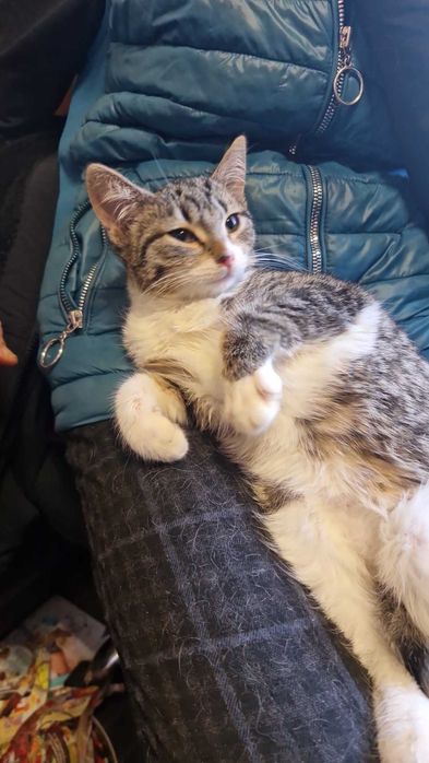 Котета на около 2 месеца в гр.София, Лозенец