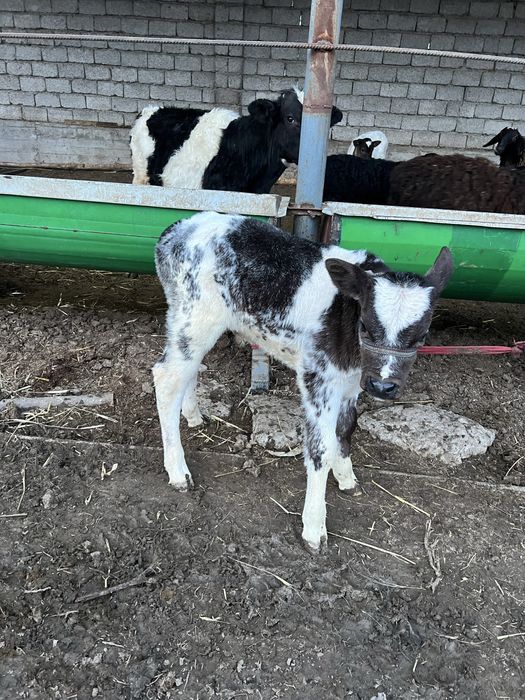 Ona bola sigir bolasi erkak