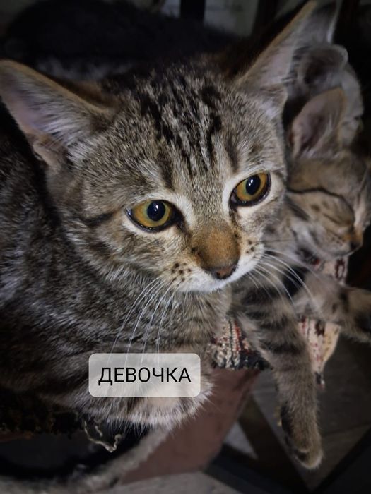 Отдам бесплатно домашних котят