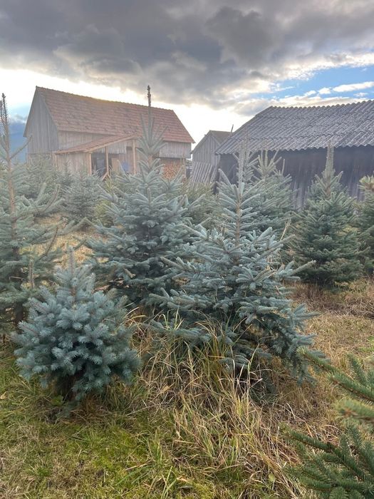 Brad argintiu cu radacina