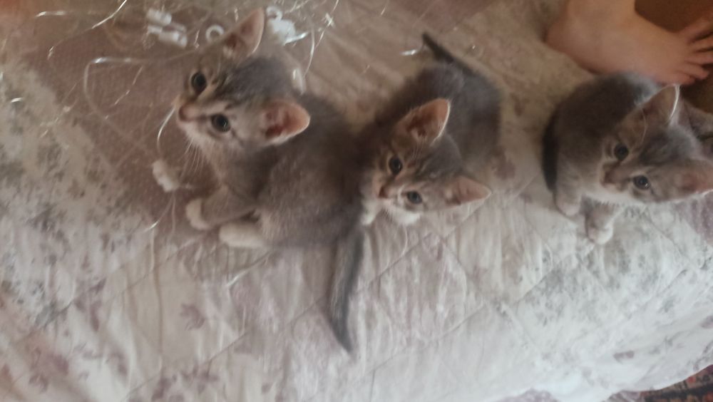 Отдам котят в добрые руки