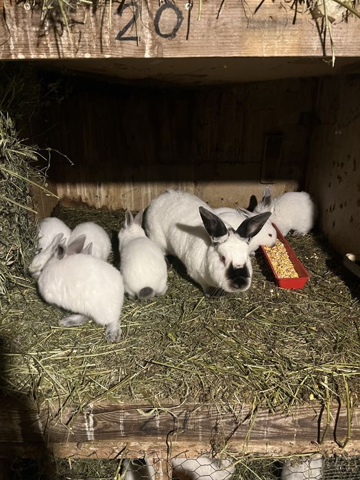 Vand iepuri de rasa californian