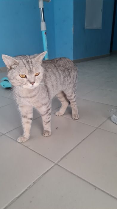 Ищем дом для кота