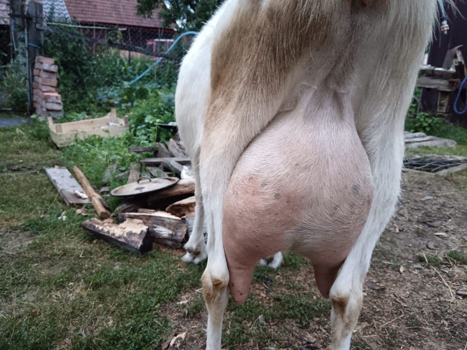 Capra și Țap Sannen