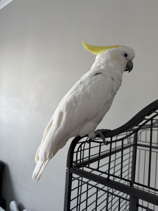 Какаду 1,5 года девочка