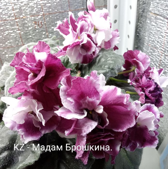 Сортовые фиалки.