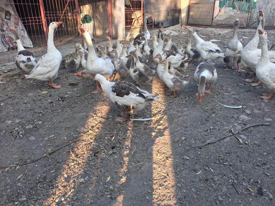 Vand boboci de gâscă