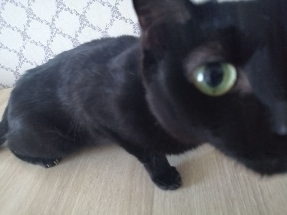 Кошку заберите милую