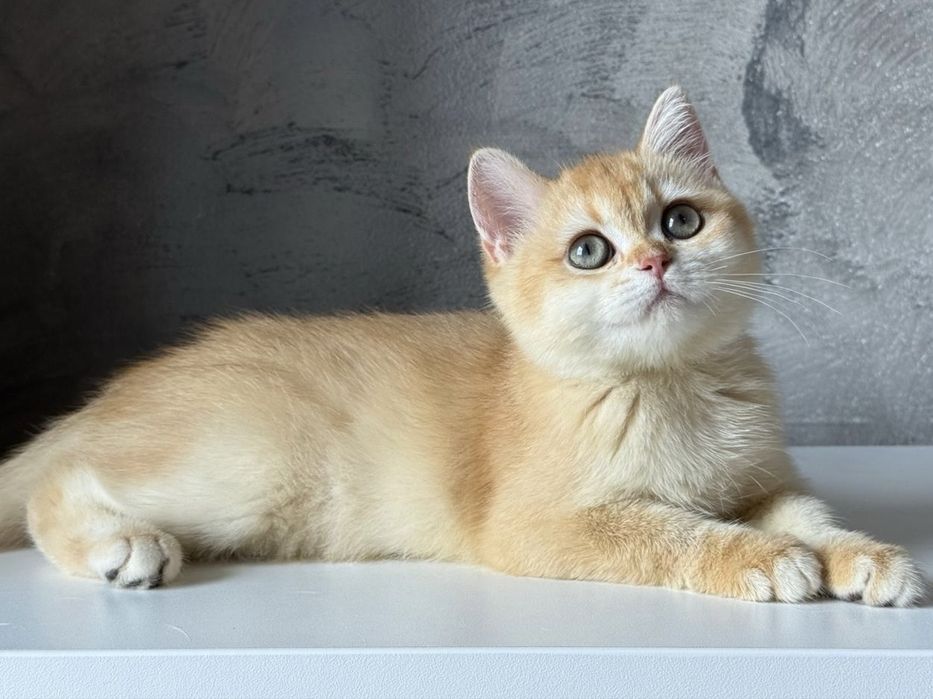 Fetita british shorthair golden chinchilla 3,5 luni. Pedigree WCF