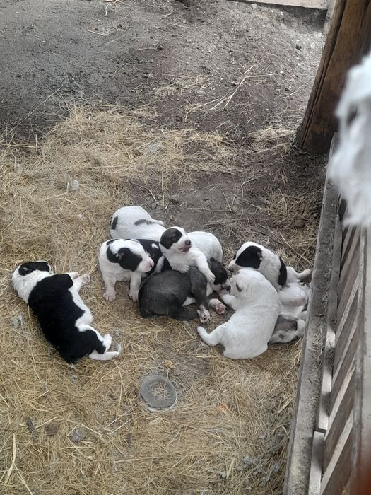 Продам щенков алабай