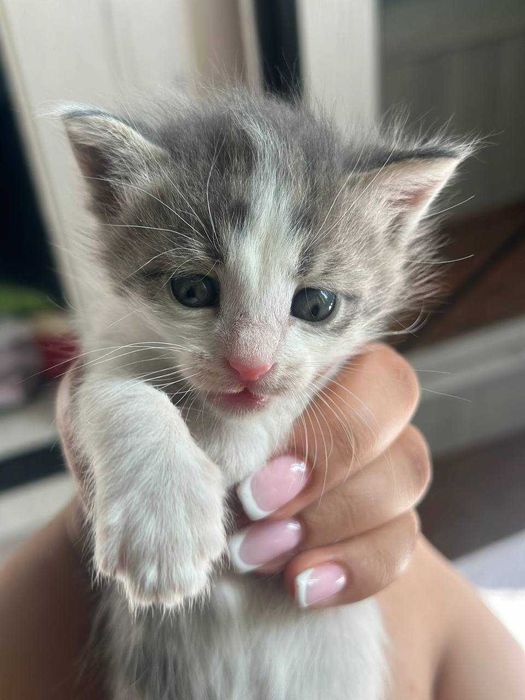 Мурчащие комочки счастья ищут дом