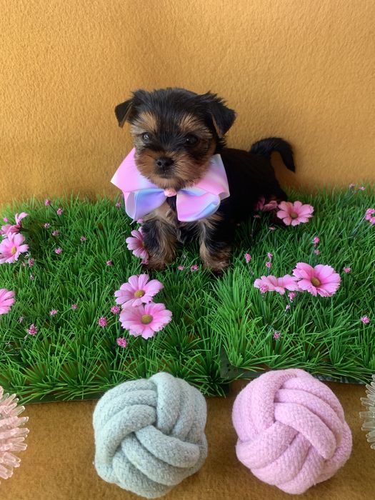 Йоркширски тепиер ,Йорки