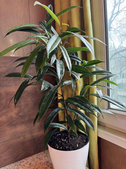 Фикус Али 65 см 8000тг