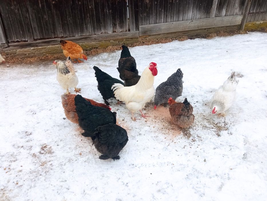 Găini de casă de vânzare