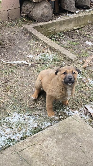 Щенок ухоженный кормленный 3-месячный ,звоночек для дома