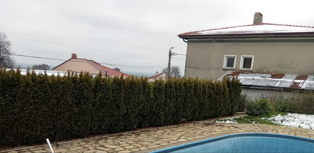 Продавам Туя смарагд