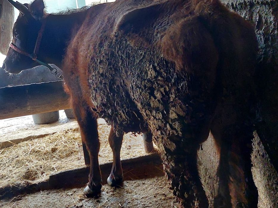 Құнажын сиыр бырынш тума