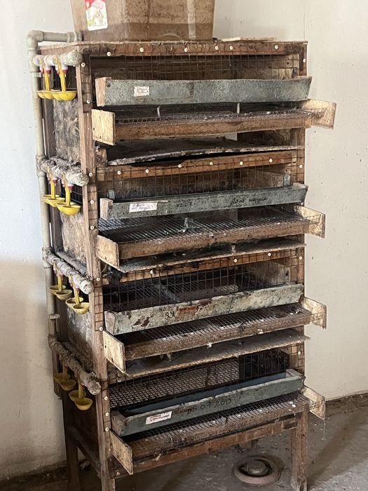 Бөдене асырауға клеткалар