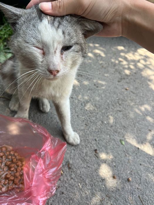 Котик ищет любящую семью