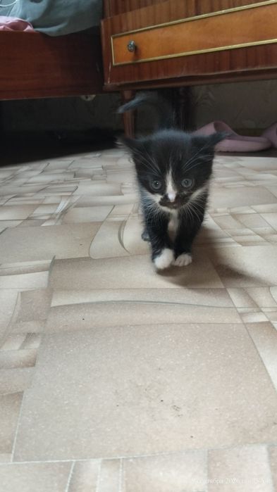 Отдам котёнка в хорошие руки