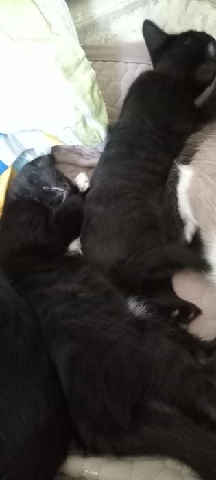 Отдам в хорошие руки