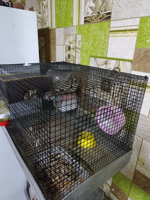 Продам хамяков 2 шт