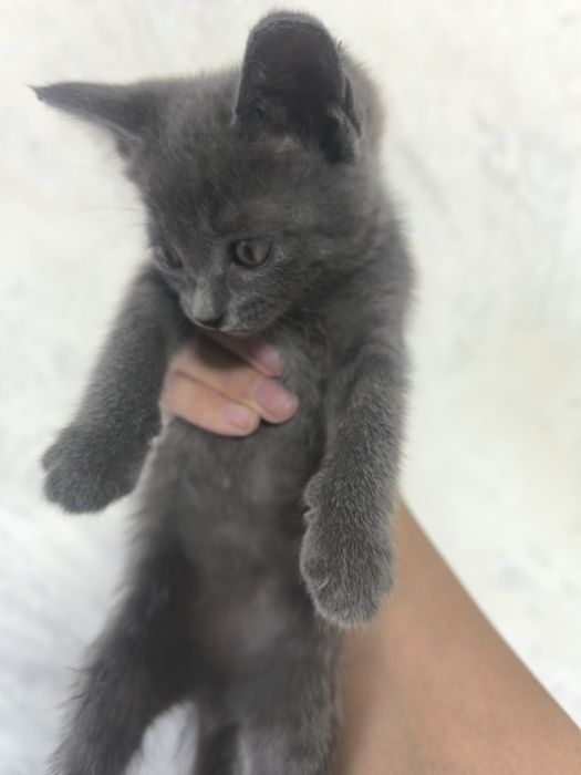 Котята девочки отдам даром