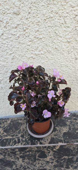 Продаётся комнатное растение