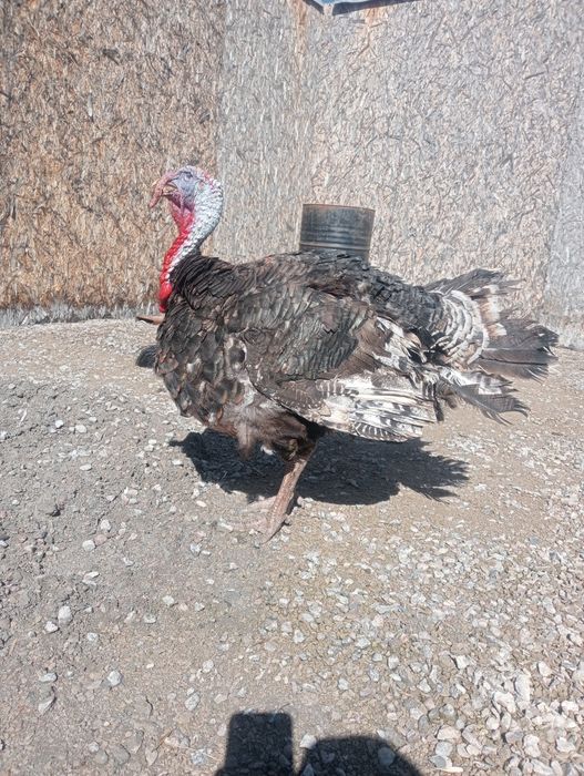 Индюк бролер живой вес