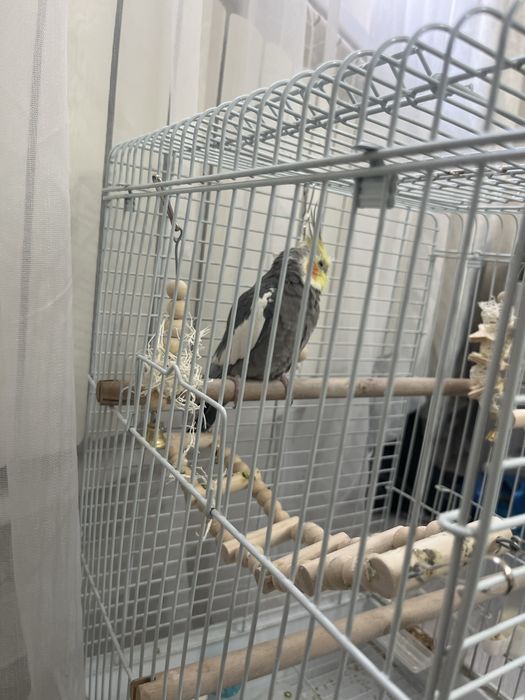 Папугаи карелла мальчик