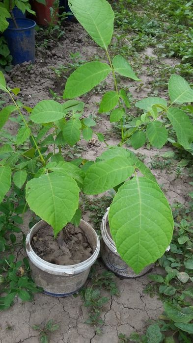 Грецкий орех саженцы