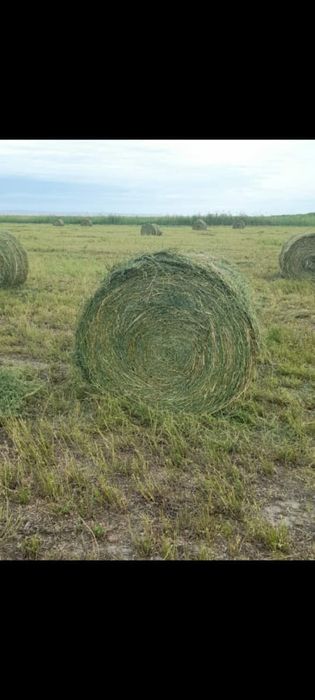 Люцерна  жонышка