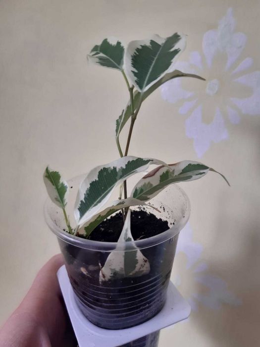 Нанук гибискус фикус