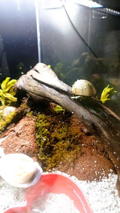 Очаровательные раки-отшельники