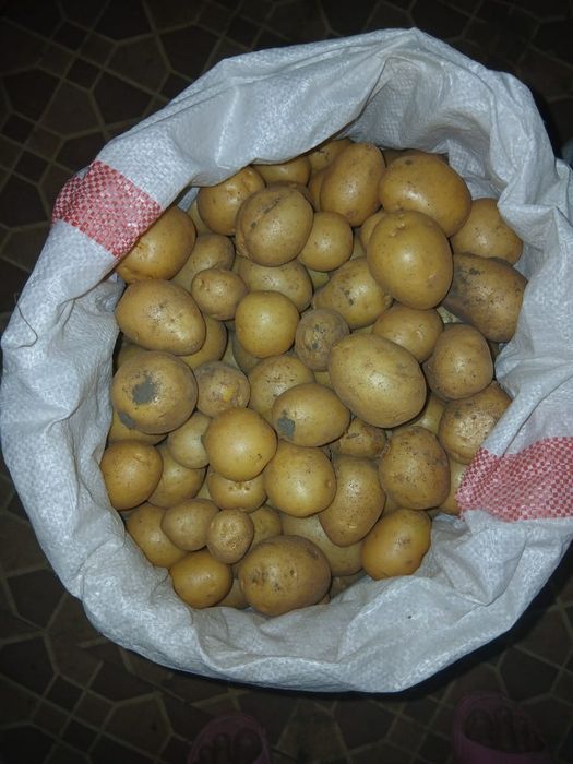 Домашняя картошка