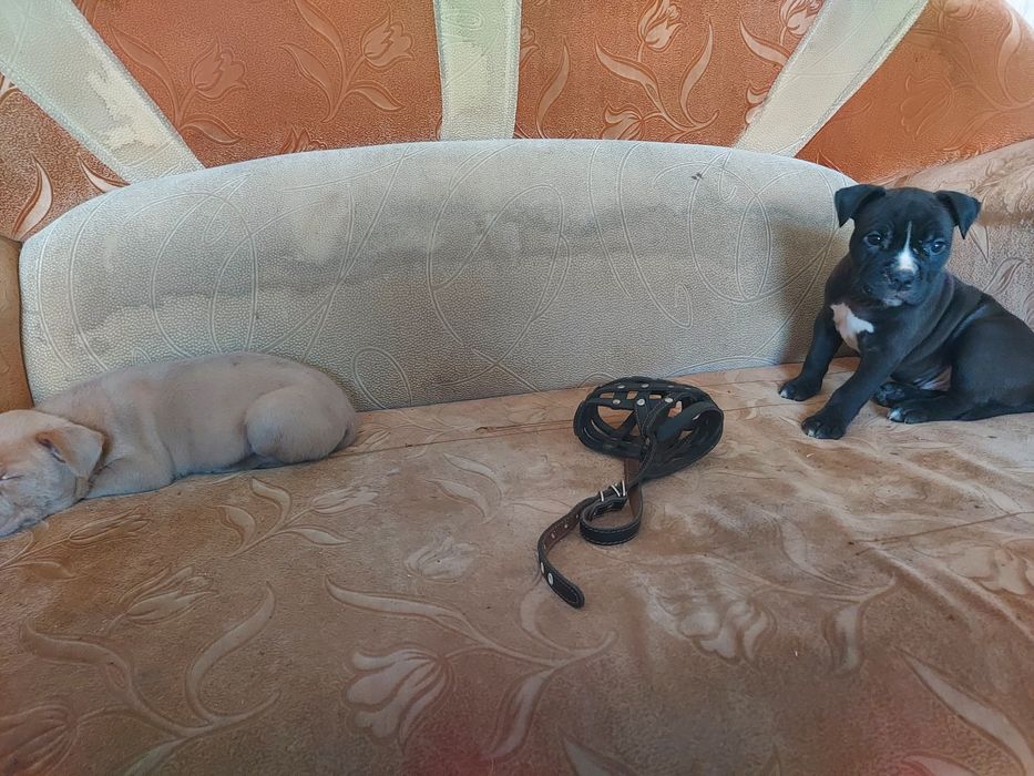 Продам щенков породы Американский питбуль