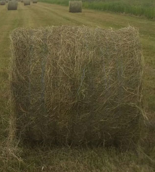 Balotii fan si lucerna