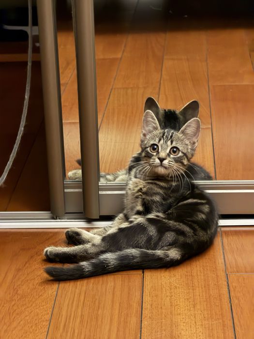 Котенок в добрые руки