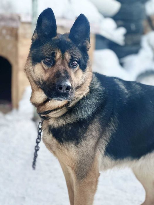 Отдам в добрые руки овчарку