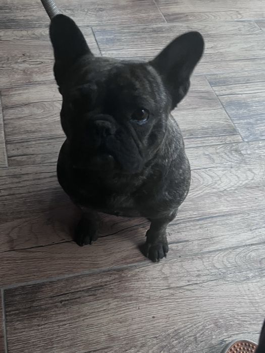 Bulldog francez