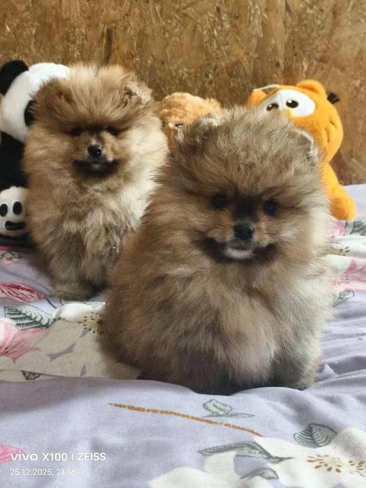 Очаровательные щенки шпица.